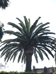 Phoenix canariensis