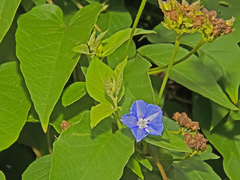 Jacquemontia pentanthos