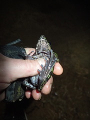 Odorrana wuchuanensis