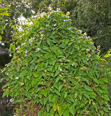 Jacquemontia pentanthos