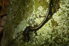 Plethodon hubrichti