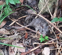 Ototylomys phyllotis