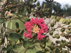 Lagerstroemia indica
