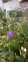 Ruellia simplex