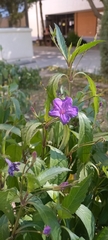 Ruellia simplex