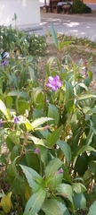 Ruellia simplex
