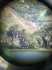 Phoenix canariensis