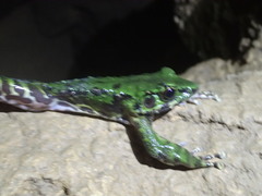 Odorrana wuchuanensis