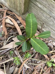 Cupaniopsis anacardioides