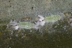 Ormenaria rufifascia