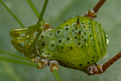 Metarthrodes longipes