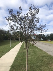 Lagerstroemia indica