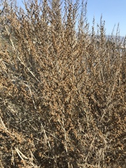 Artemisia californica