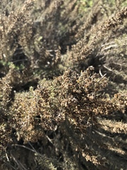 Artemisia californica