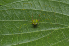 Metarthrodes longipes