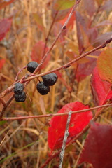 Aronia mitschurinii