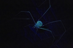 Metarthrodes longipes