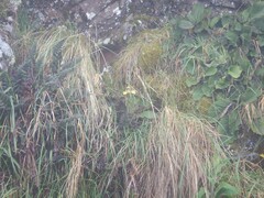 Brachyglottis lagopus