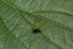 Metarthrodes longipes
