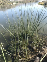 Schoenoplectus acutus