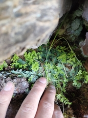 Anogramma leptophylla