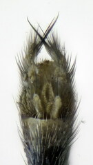 Exechia seriata