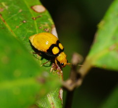 Monolepta oculata