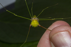 Metarthrodes longipes