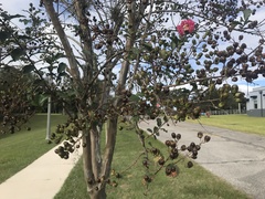 Lagerstroemia indica