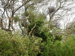 Ileostylus micranthus