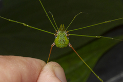 Metarthrodes longipes