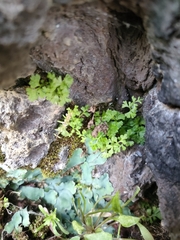 Anogramma leptophylla