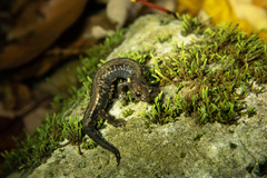 Plethodon hubrichti