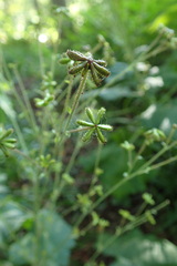 Adenocaulon himalaicum