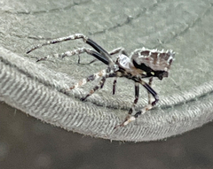 Eriovixia