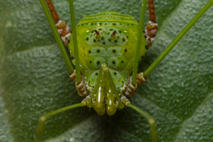 Metarthrodes longipes