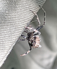 Eriovixia