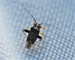 Microtechnites bractatus