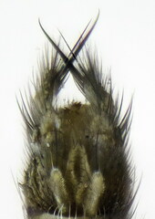Exechia seriata