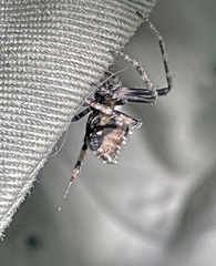 Eriovixia