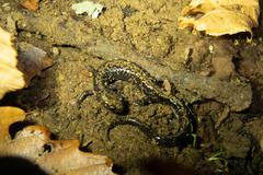 Plethodon hubrichti