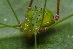 Metarthrodes longipes