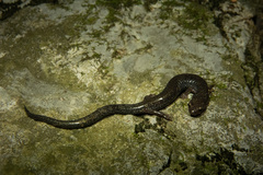 Plethodon hoffmani