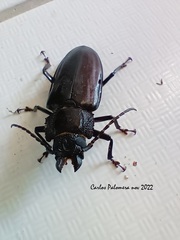 Mallodon dasystomus