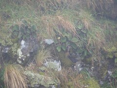 Brachyglottis lagopus