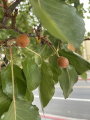 Pyrus calleryana