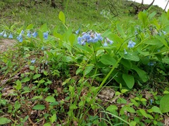 Mertensia virginica