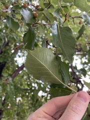 Pyrus calleryana