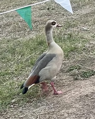 Alopochen aegyptiaca