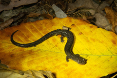 Plethodon hoffmani